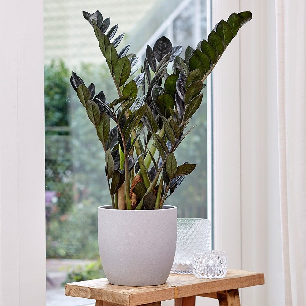 Planta Norocului (Zamioculcas Zamiifolia) Raven, 3 tulpini/ghiveci, planta de apartament cu frunze negre lucioase, rezistenta umbra, udare rara - 70 cm