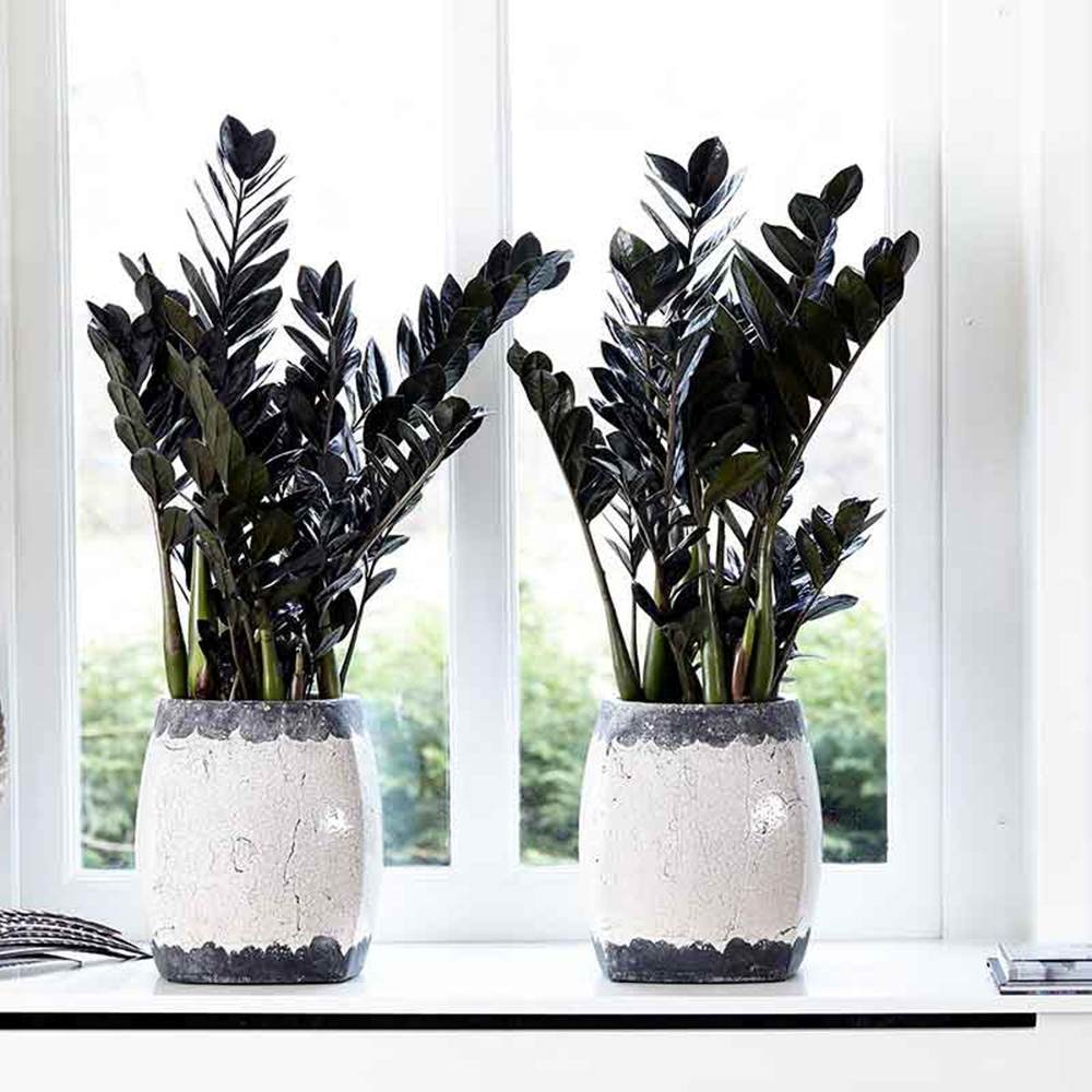 Planta Norocului (Zamioculcas Zamiifolia) Raven, 3 tulpini/ghiveci, planta de apartament cu frunze negre lucioase, rezistenta umbra, udare rara - 70 cm