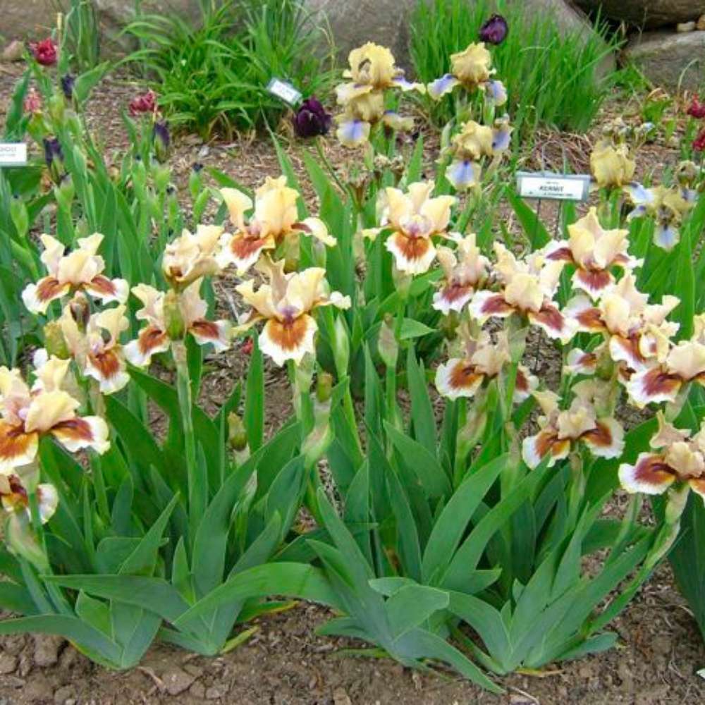 Iris Germanica (Stanjenel) Zing Me, cu flori flori galben crem cu bordo parfumate, crestere rapida, bulb plantat In ghiveci