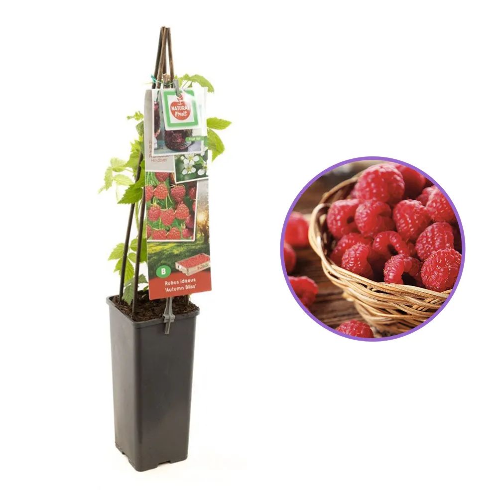 Zmeura remontanta Autumn Bliss timpurie si rezistenta cu fructificare prelungita, an 1 pe rod