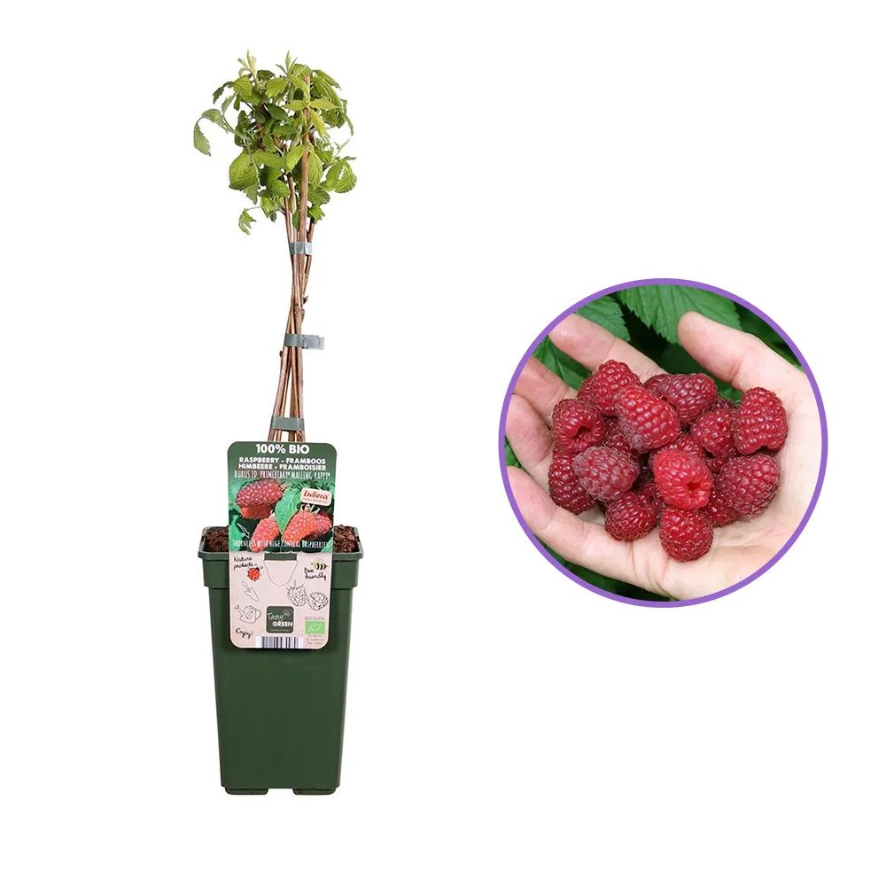 Zmeura remontanta Autumn Happy cu productie abundenta si gust echilibrat, an 1 pe rod