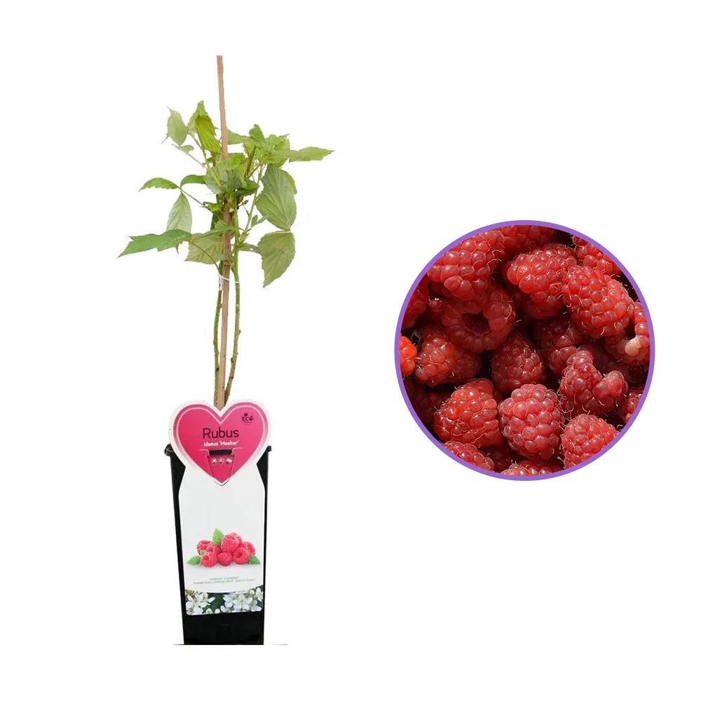 Zmeura Meeker cu fructe dulci si ferme, ideala pentru gradina si congelare, an 1 pe rod