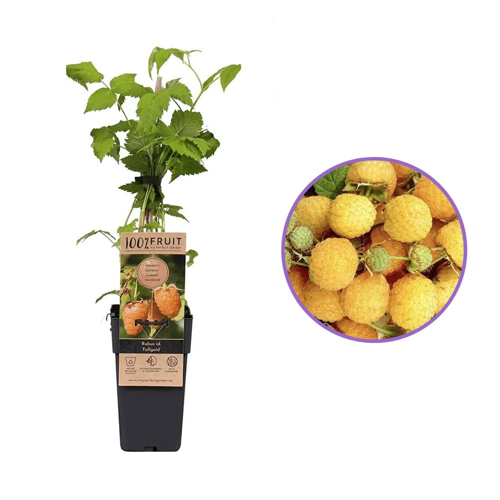 Zmeura remontanta galbena curgatoare Sugana Yellow cu aroma delicata si productie ridicata, an 1 pe rod