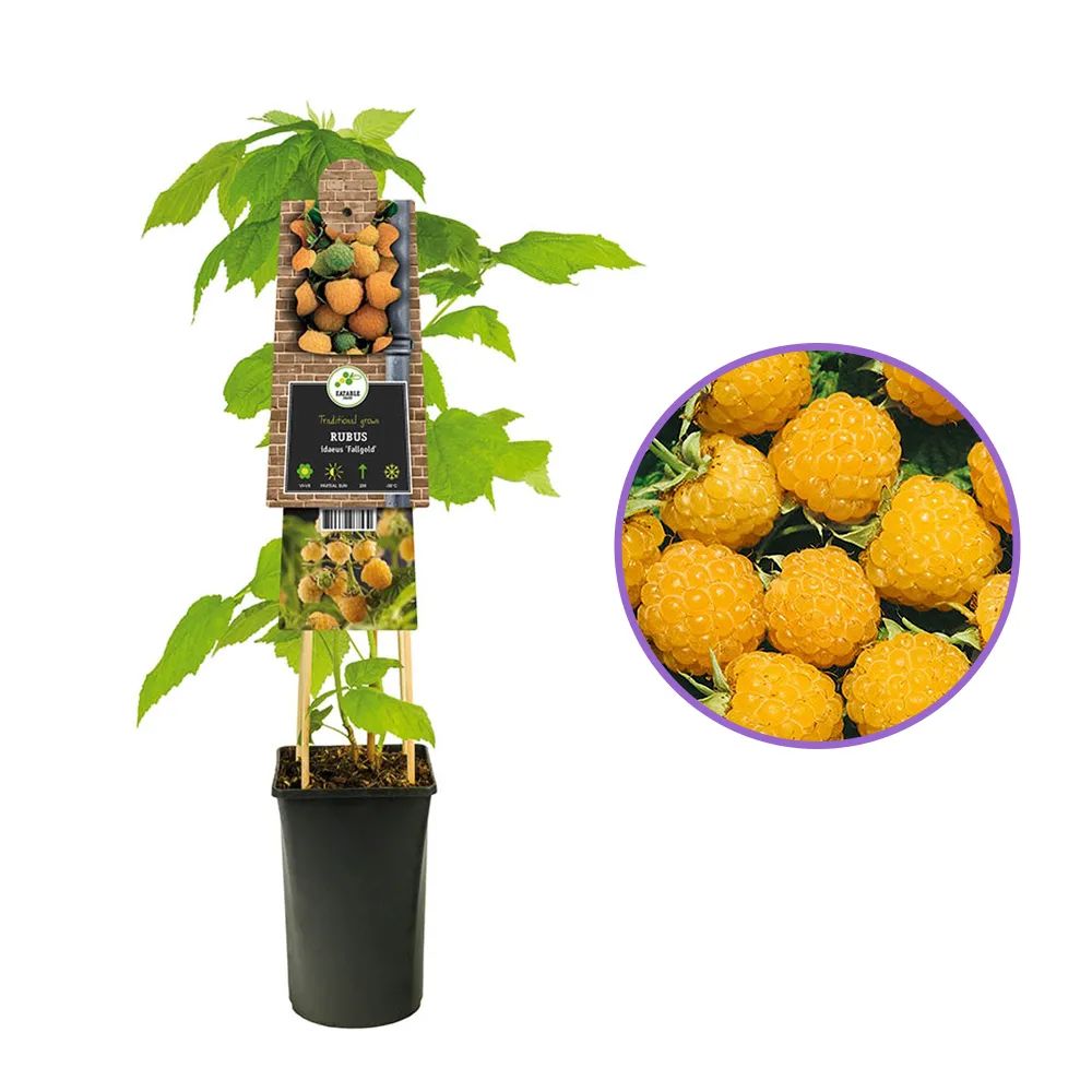 Zmeura remontanta galbena Fallgold cu gust delicat si productie continua, an 1 pe rod