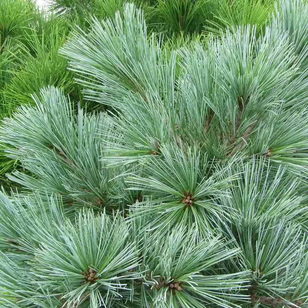 Pin Pitic Albastru flexilis Pygmaea, forma sferica, conifer decorativ rezistent frig