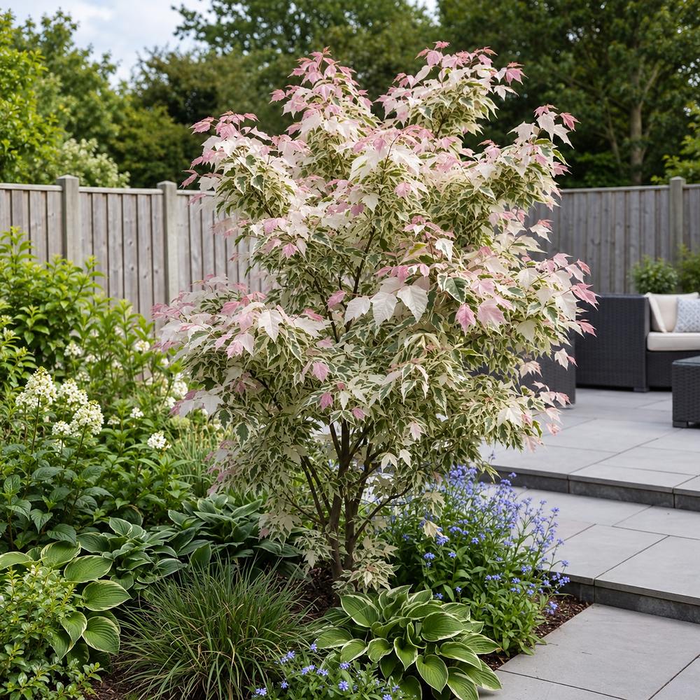 Artar American Flamingo (Acer Negundo), arbore ornamental cu frunze tricolore verzi cu margini albe si roz delicate,, crestere rapida, coroana larga