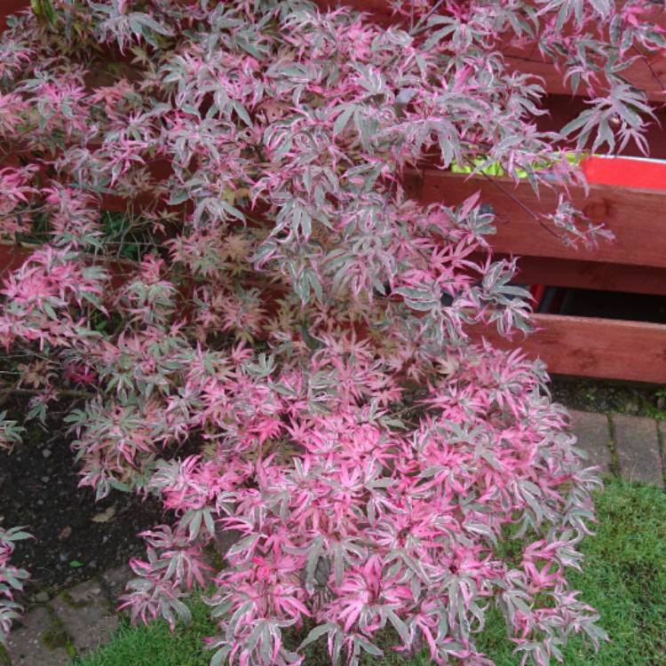 Artar Japonez Pitic Butterfly, cu frunzis variegat alb-verde-roz