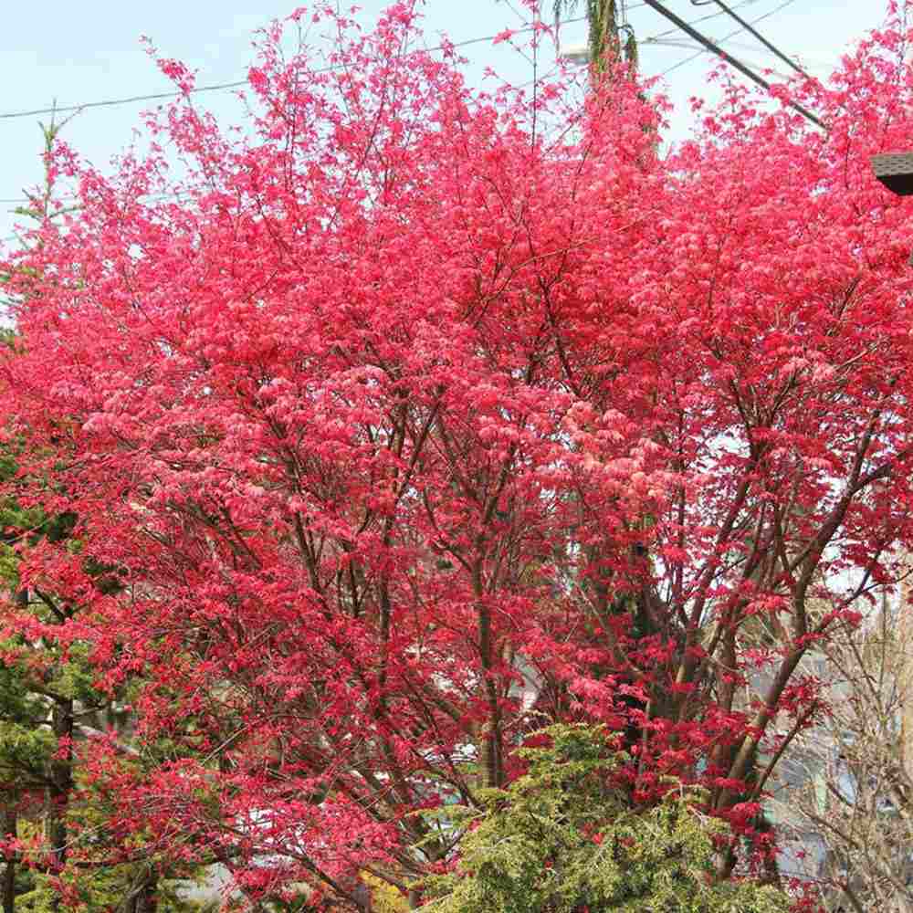 Artar Japonez Rosu (Acer palmatum) Shin-deshojo, cu frunze rosii decorativ rezistent la frig, ideal pentur bonsai, joc de culori spectaculos in 3 anotimpuri