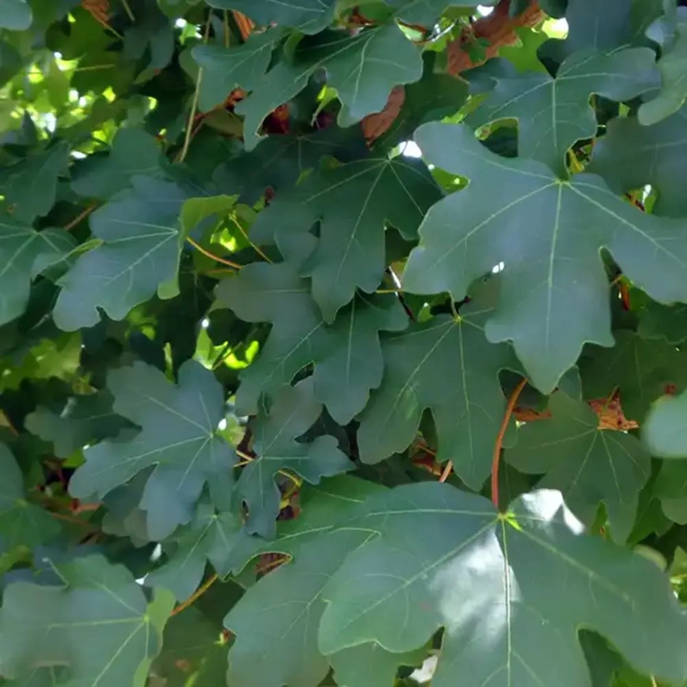 Jugastru Paltin de Camp Elsrijk (Acer Campestre), artar autohton columnar, rezistent la poluare urbana, ideal pentru strazi, bulevarde, cartiere rezidentiale