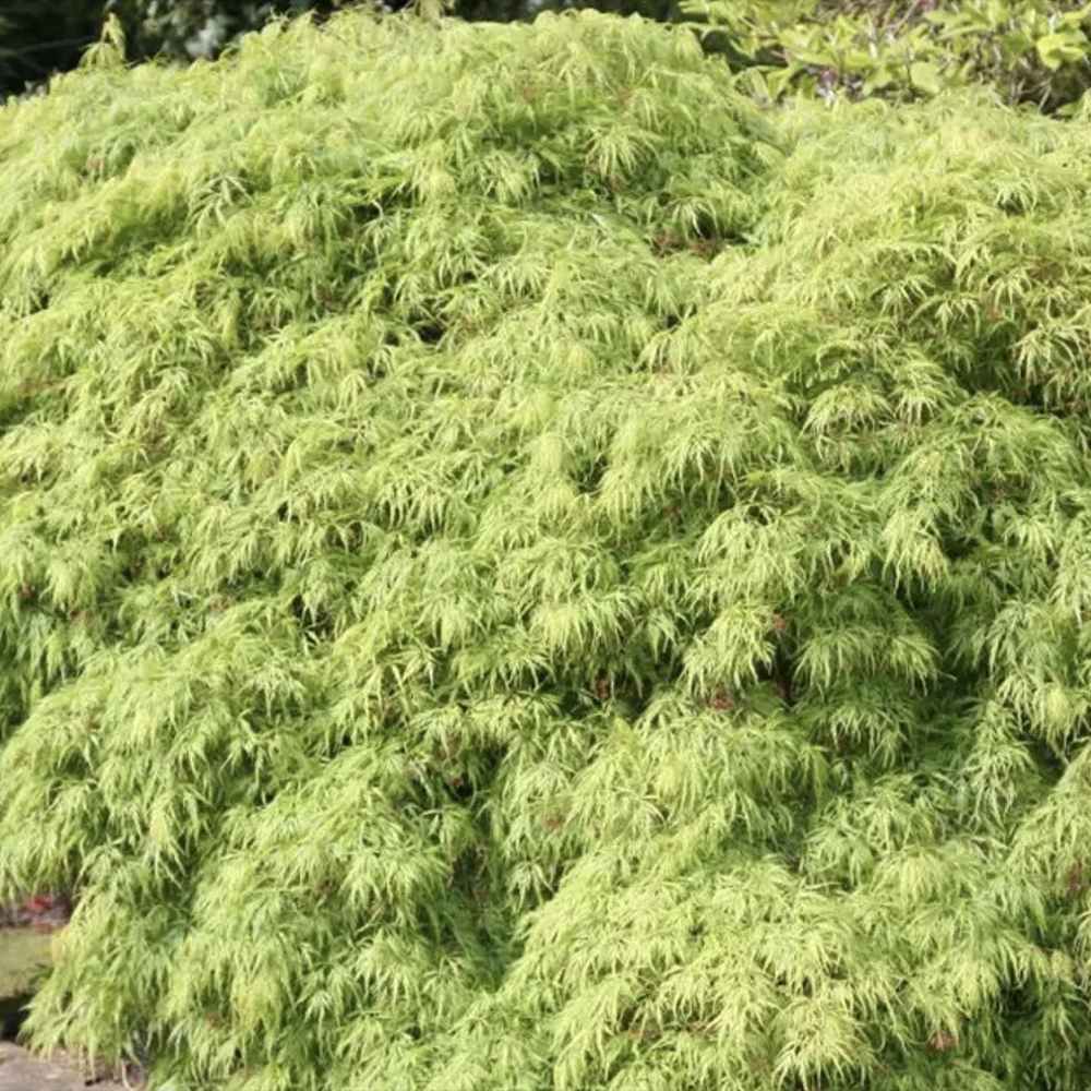 Artar Japonez Pitic Dissectum Viridis, frunze verzi dantelate, forma pletoasa, rezistenta frig -20°C