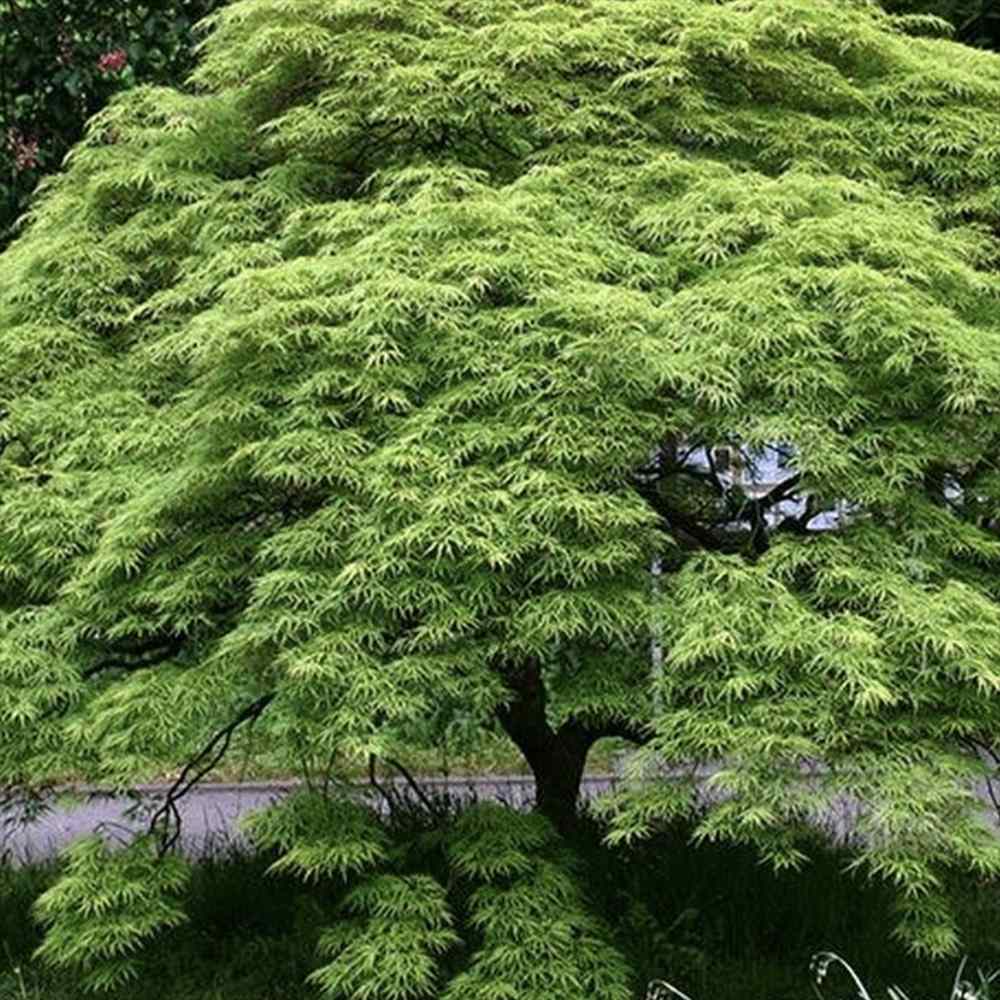Artar Japonez Pitic Dissectum Viridis, frunze verzi dantelate, forma pletoasa, rezistenta frig -20°C