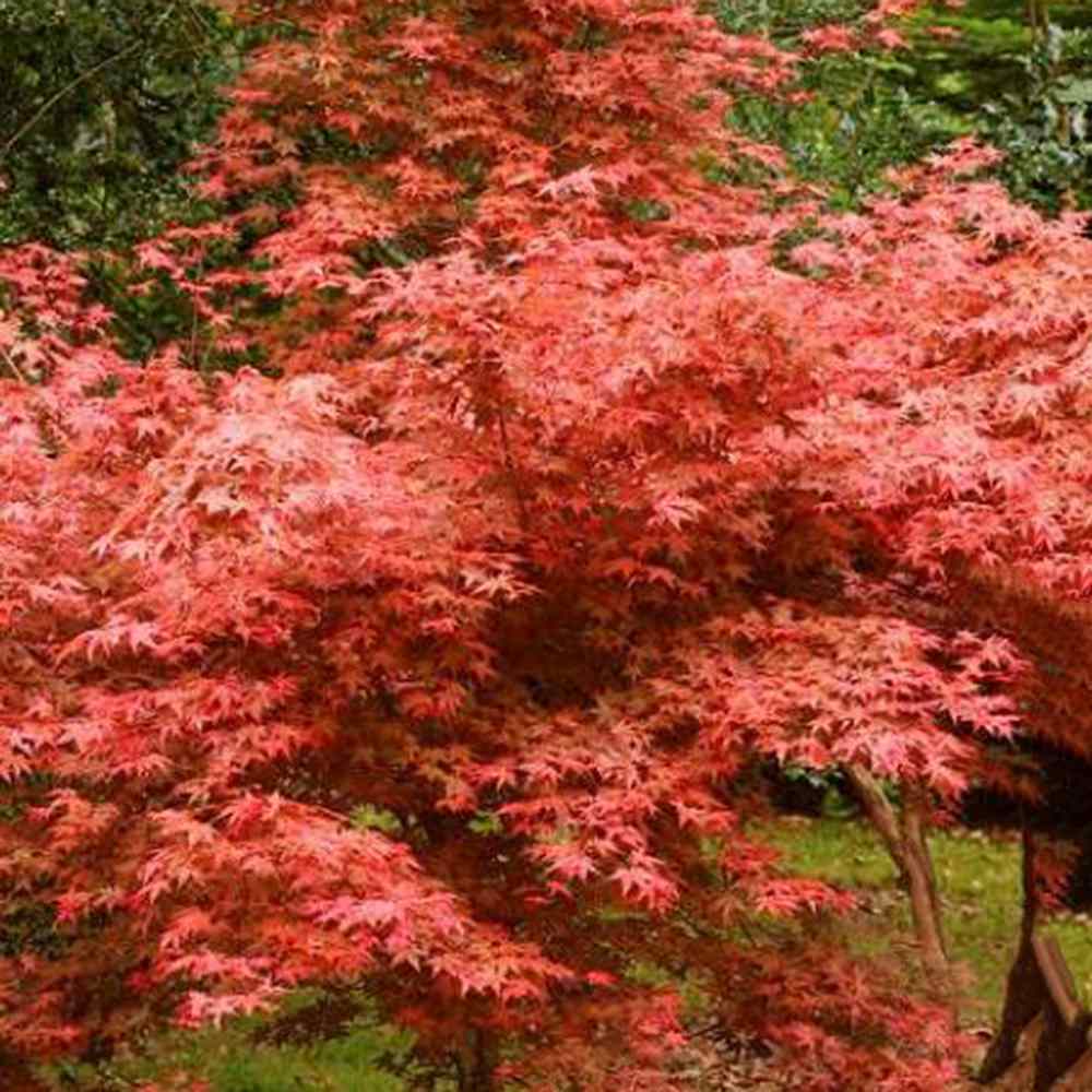 Artar Japonez Rosu Deshojo, compact, frunze rosu aprins primavara, perfect pentru bonsai, joc de culori spectaculos in 3 anotimpuri