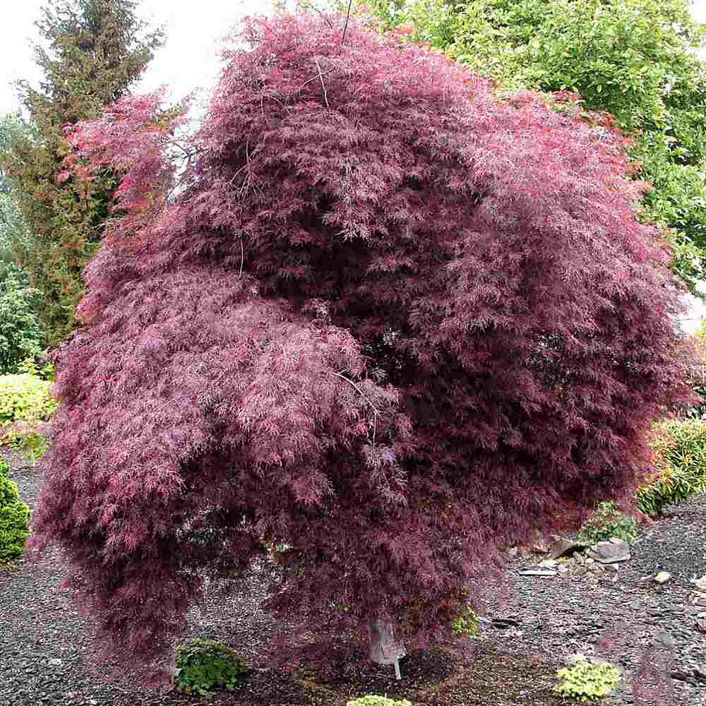 Artar Japonez Rosu Pitic Firecracker, frunzis rosu visiniu primavara, rosu aprins toamna, rezistenta frig -20°C