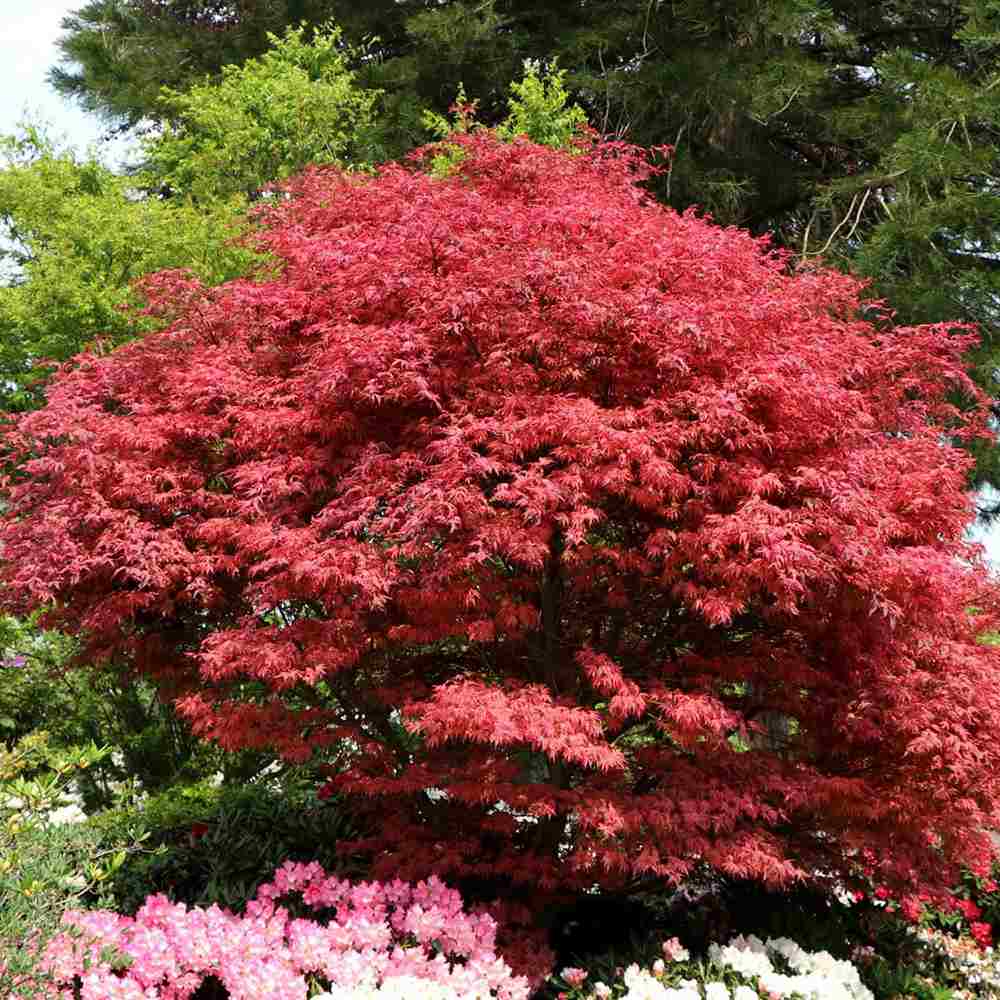 Artar Japonez Rosu Pitic Firecracker, frunzis rosu visiniu primavara, rosu aprins toamna, rezistenta frig -20°C