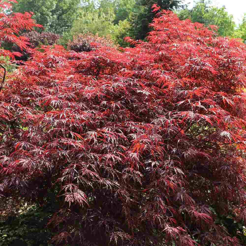 Artar Japonez Rosu Pitic Firecracker, frunzis rosu visiniu primavara, rosu aprins toamna, rezistenta frig -20°C