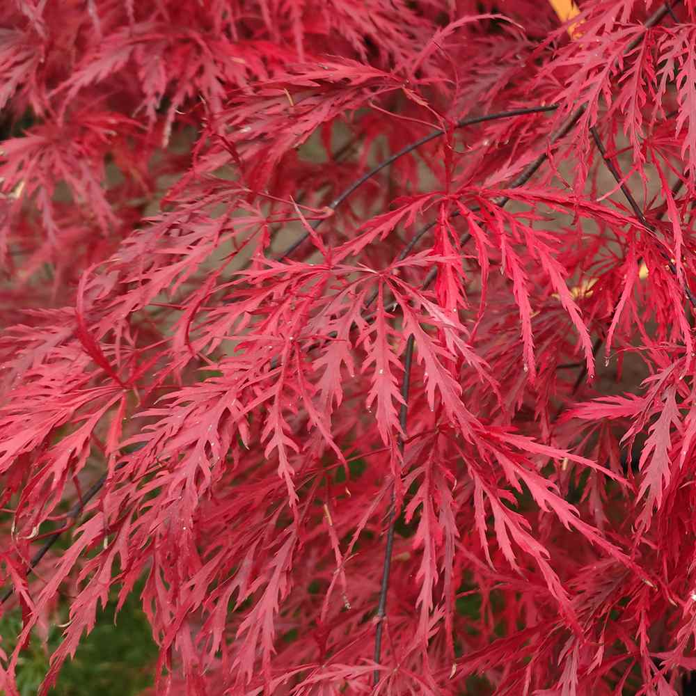 Artar Japonez Rosu Pitic Firecracker, frunzis rosu visiniu primavara, rosu aprins toamna, rezistenta frig -20°C