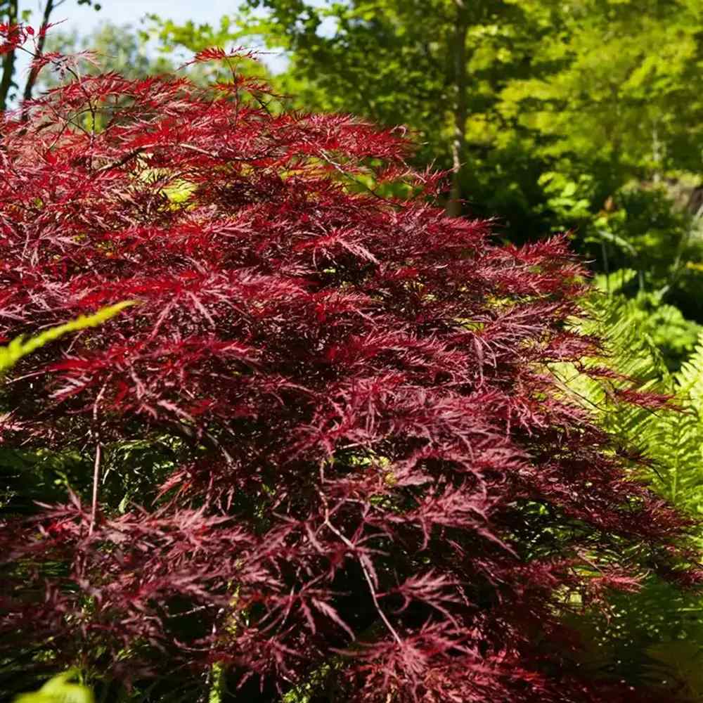 Artar Japonez Rosu Pitic Red Pygmy, frunzis fin, decor spectaculos toamna