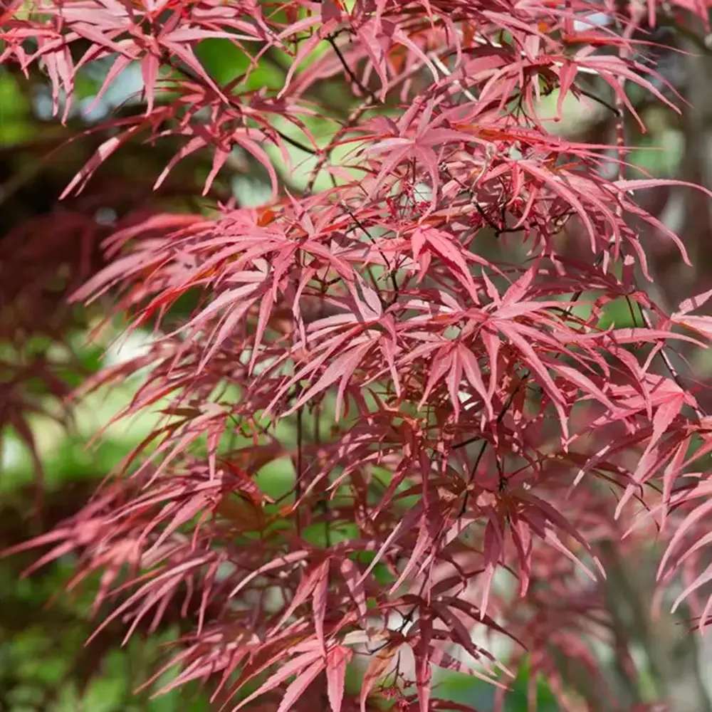 Artar Japonez Rosu Pitic Red Pygmy, frunzis fin, decor spectaculos toamna