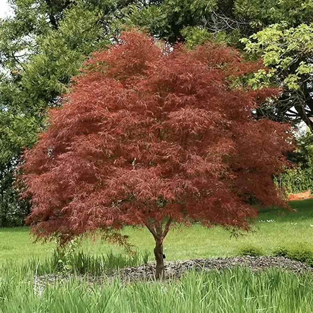 Artar Japonez Rosu Pitic Red Pygmy, frunzis fin, decor spectaculos toamna