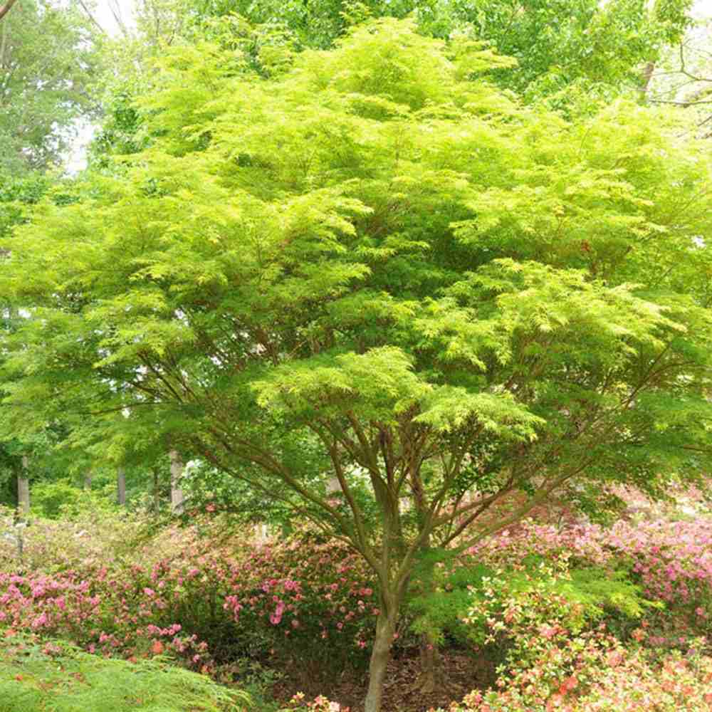 Artar Japonez Verde Seiryu, cu frunzis verde dantelat, forma verticala eretica, colorit toamna