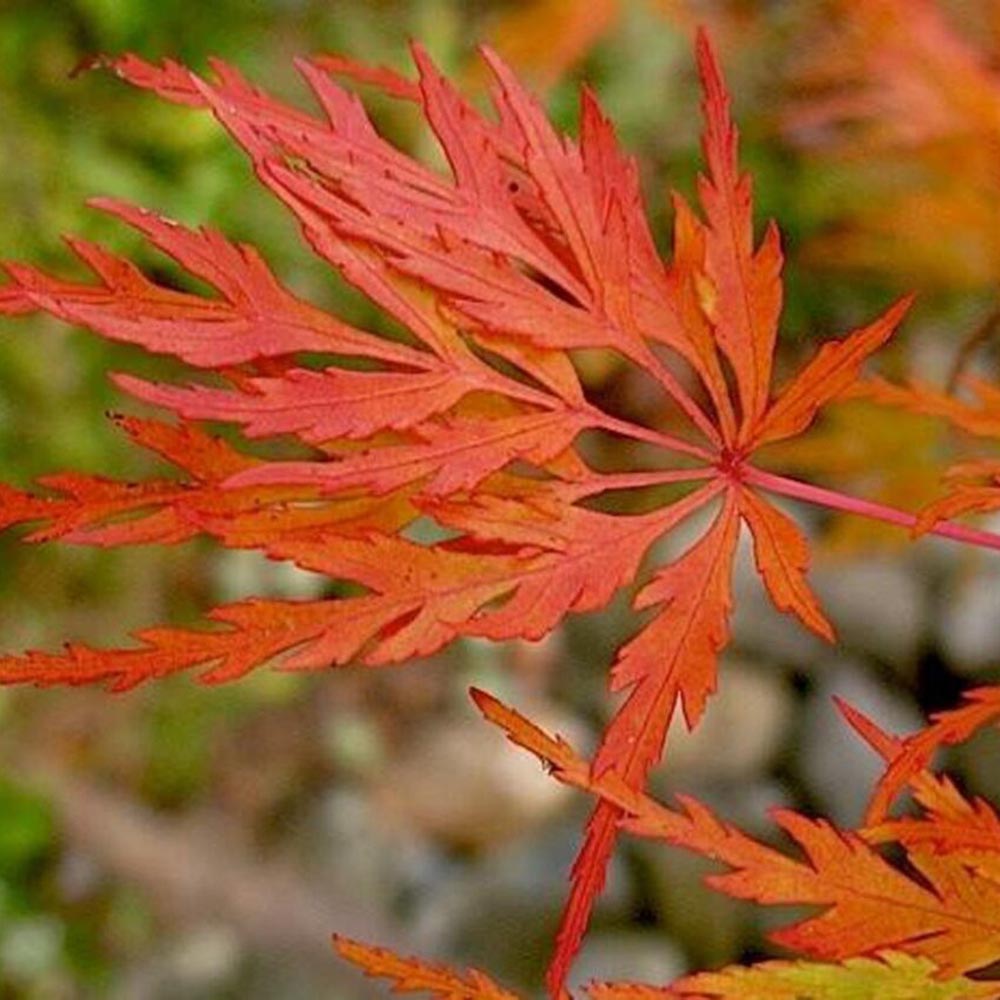 Artar Japonez Verde Seiryu, cu frunzis verde dantelat, forma verticala eretica, colorit toamna