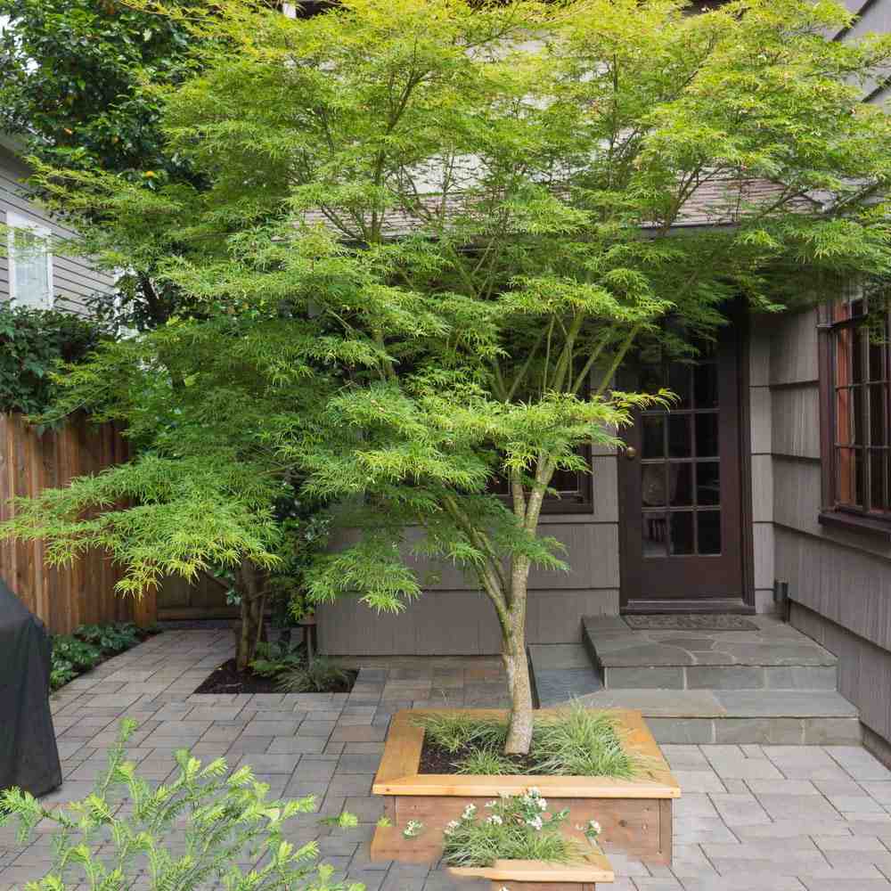 Artar Japonez Verde Seiryu, cu frunzis verde dantelat, forma verticala eretica, colorit toamna