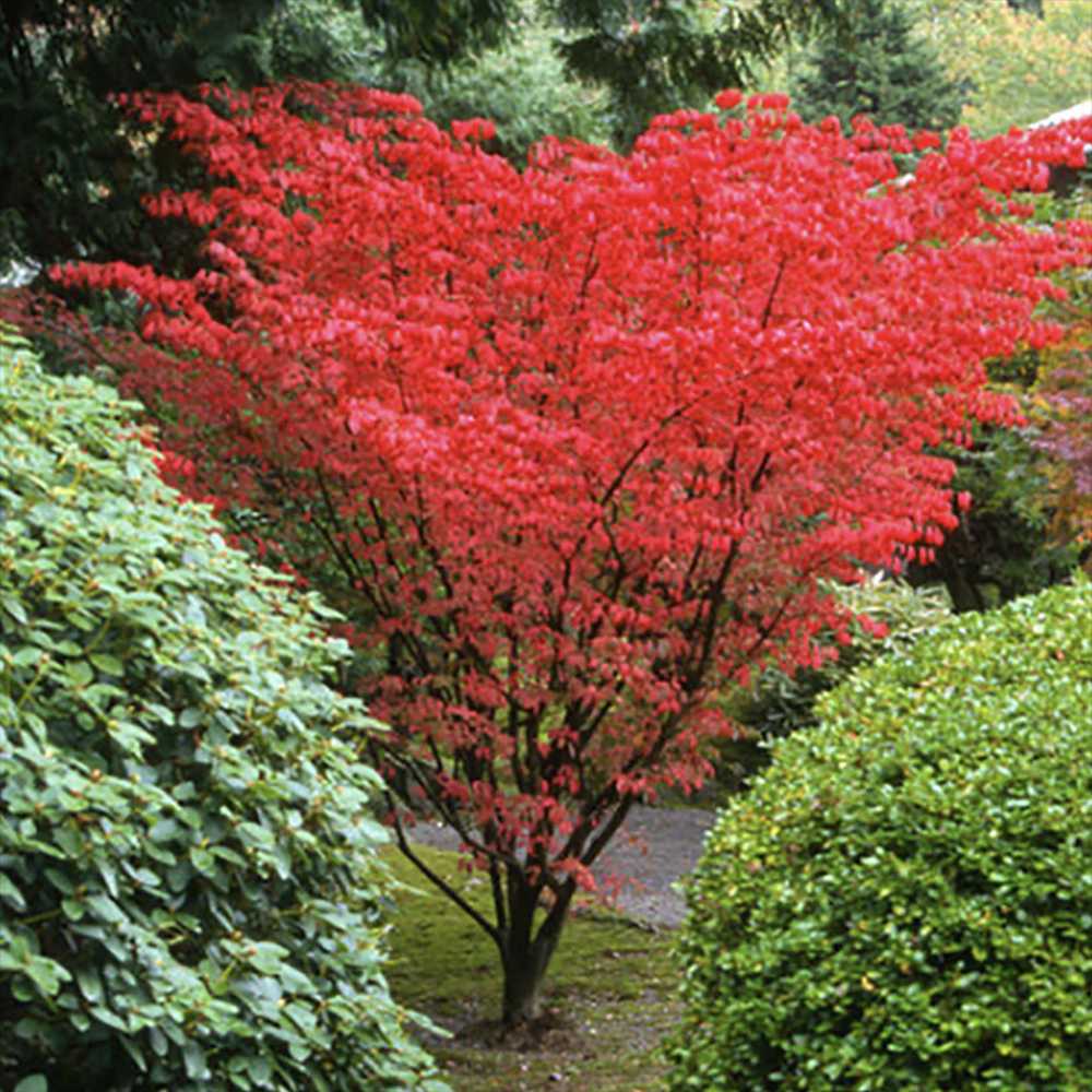 Artar Japonez Rosu (Acer palmatum) Shin-deshojo, cu frunze rosii decorativ rezistent la frig, ideal pentur bonsai, joc de culori spectaculos in 3 anotimpuri