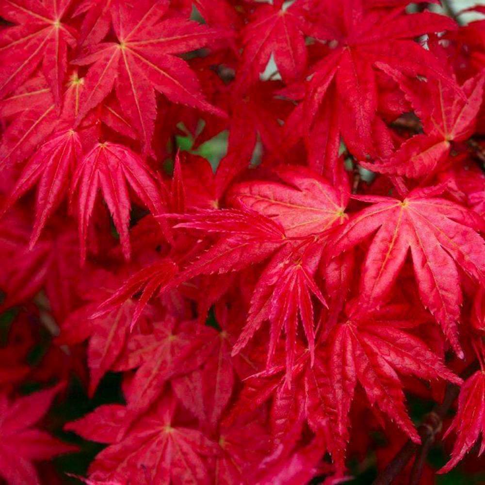 Artar Japonez Rosu (Acer palmatum) Shin-deshojo, cu frunze rosii decorativ rezistent la frig, ideal pentur bonsai, joc de culori spectaculos in 3 anotimpuri
