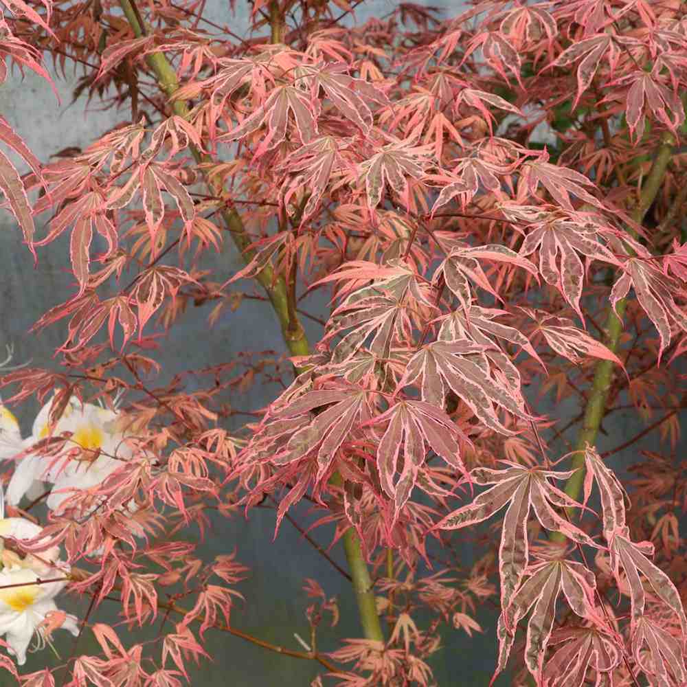 Artar Japonez Shirazz, cu frunzis variegat rosu-roz, frunzis spectaculos, rezistenta frig -20°C