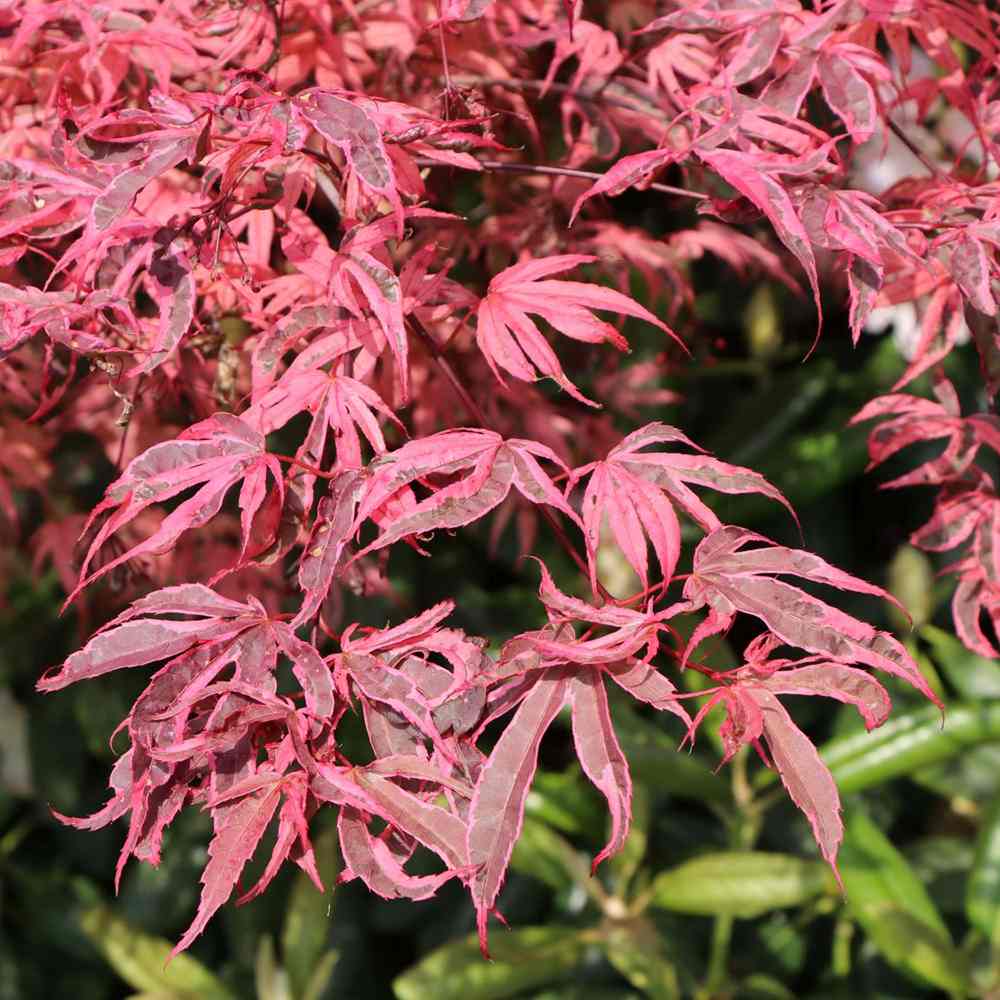 Artar Japonez Shirazz, cu frunzis variegat rosu-roz, frunzis spectaculos, rezistenta frig -20°C