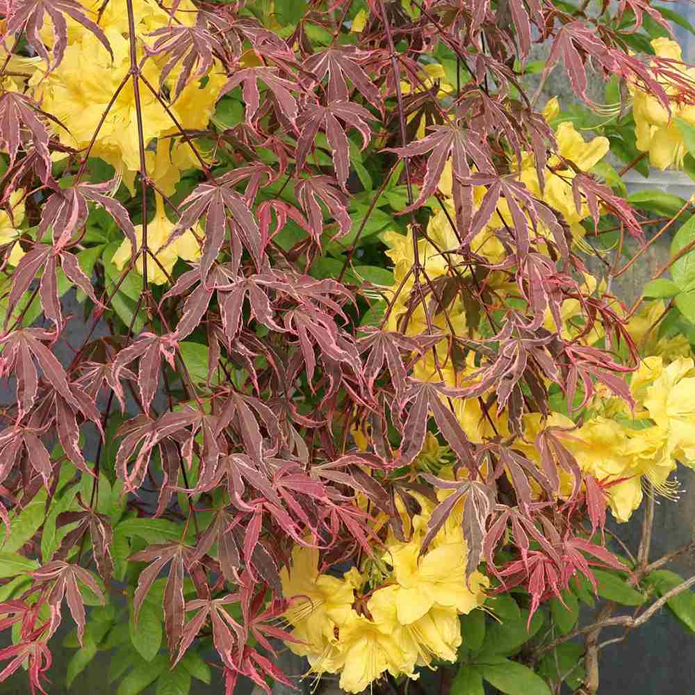 Artar Japonez Shirazz, cu frunzis variegat rosu-roz, frunzis spectaculos, rezistenta frig -20°C