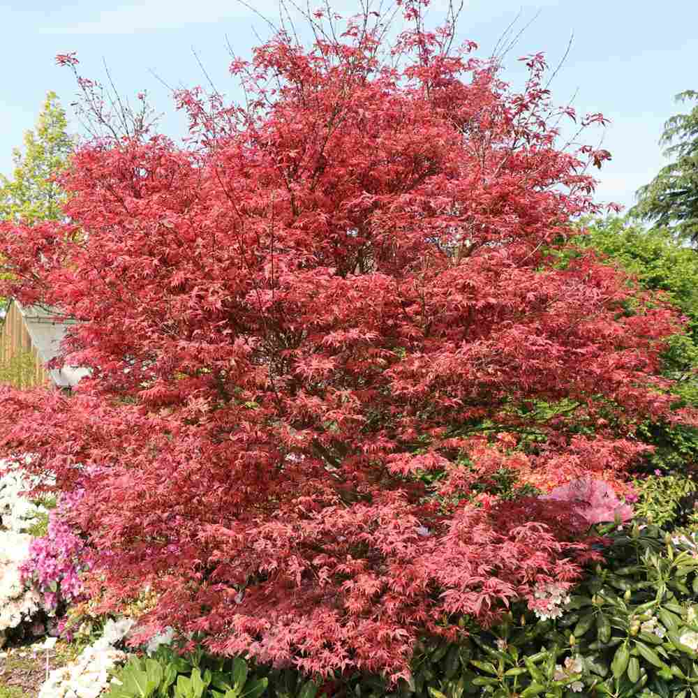 Artar Japonez Shirazz, cu frunzis variegat rosu-roz, frunzis spectaculos, rezistenta frig -20°C