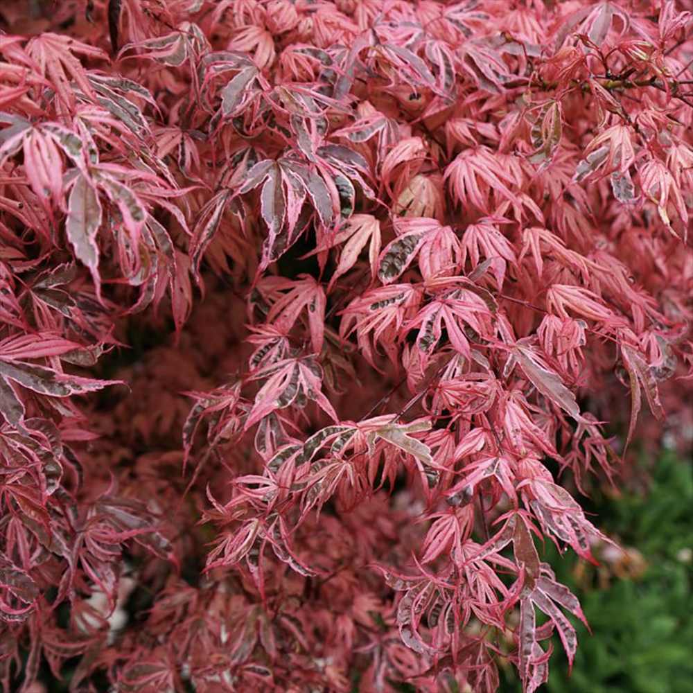 Artar Japonez Shirazz, cu frunzis variegat rosu-roz, frunzis spectaculos, rezistenta frig -20°C
