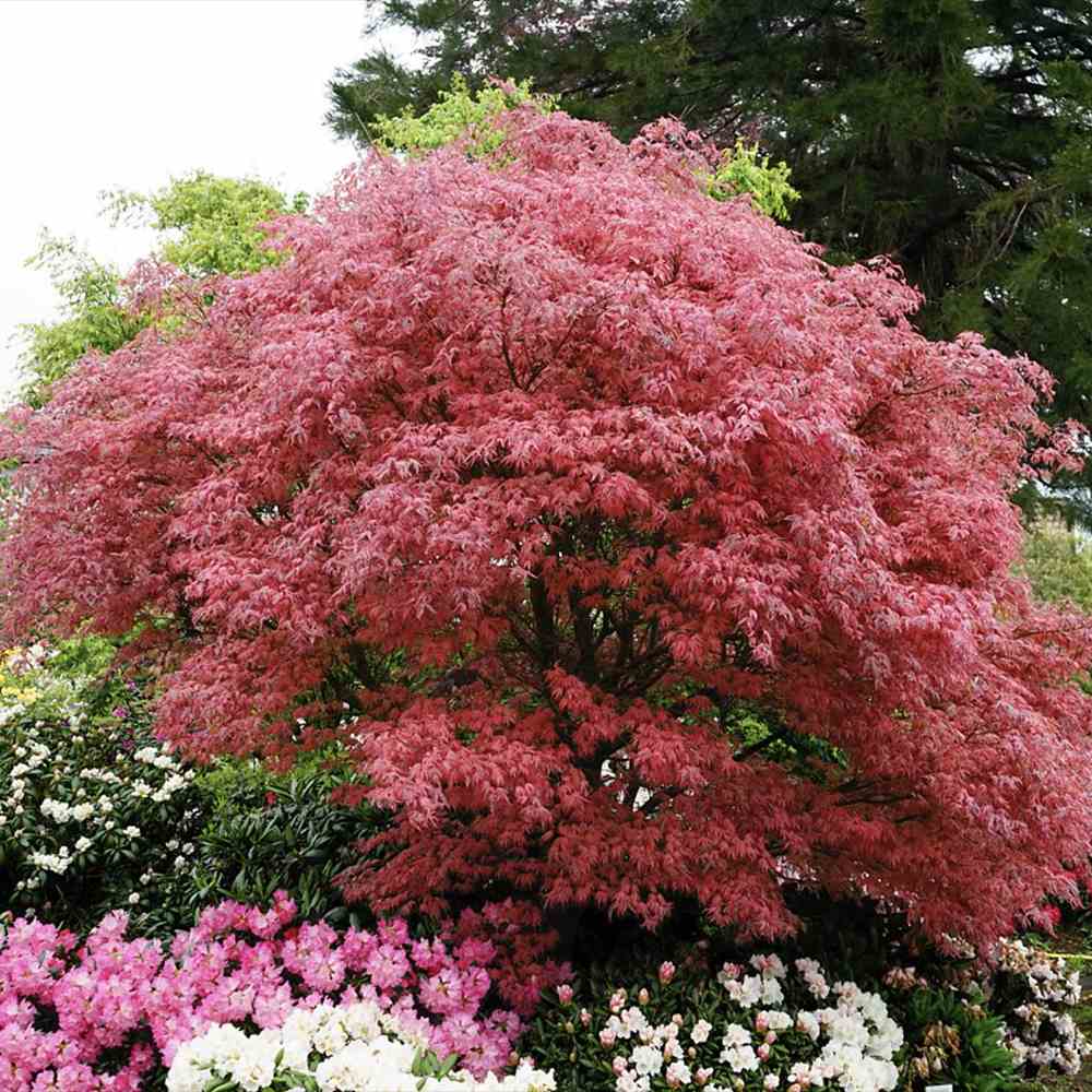 Artar Japonez Shirazz, cu frunzis variegat rosu-roz, frunzis spectaculos, rezistenta frig -20°C