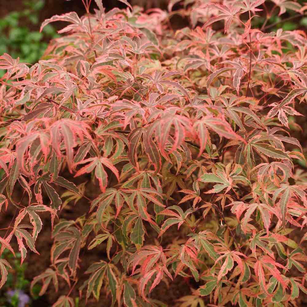 Artar Japonez Shirazz, cu frunzis variegat rosu-roz, frunzis spectaculos, rezistenta frig -20°C