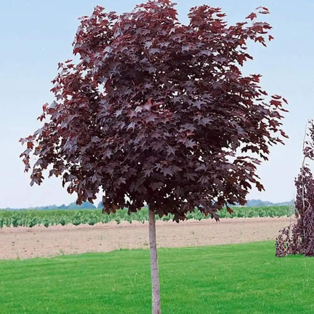 Artar Norvegian rosu Royal Red, cu frunzis rosu-purpuriu, colorit de toamna, arbore solitar, de bulevard