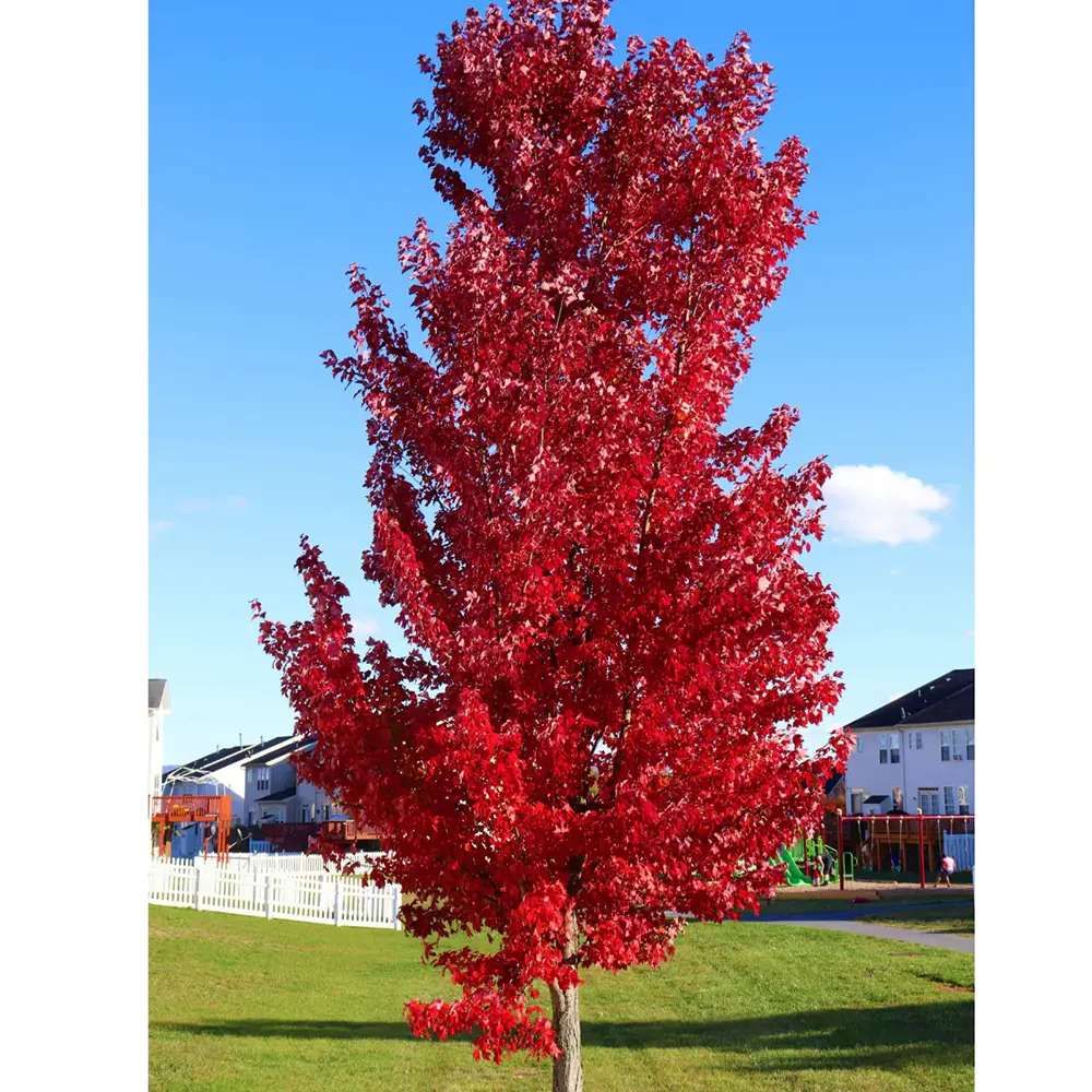 Artar Rosu Freemanii Armstrong, arbore ornamental cu frunzis rosu de toamna, crestere rapida, coroana columnara