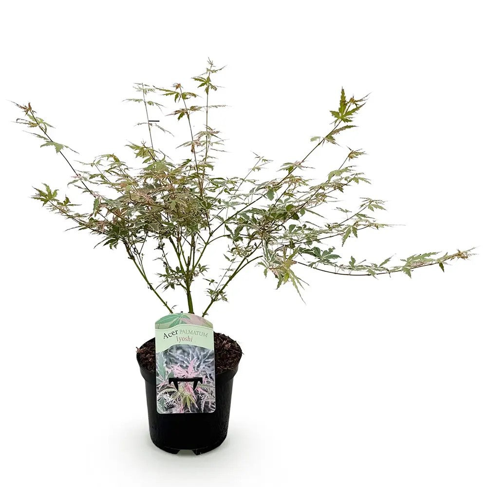 Artar Japonez Pitic Roz Iyoshi, cu frunzis roz, decorativ, ghiveci, gradina mica