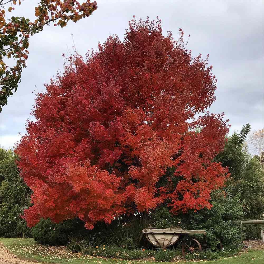 Artar Rosu October Glory (Acer Rubrum), cu frunzis rosu intens de toamna, crestere rapida, coroana densa