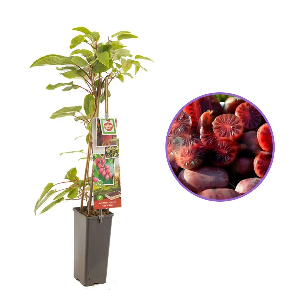 Kiwi de Siberia Ken's Red (Actinidia arguta), femela, cu fructe dulci rosii, bogate in vitamina C