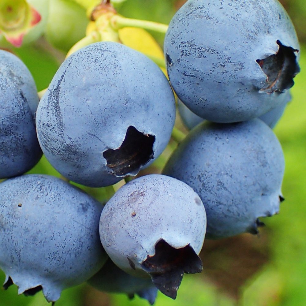 Afin Bluegold (Vaccinium corymbosum), cu fructe dulci