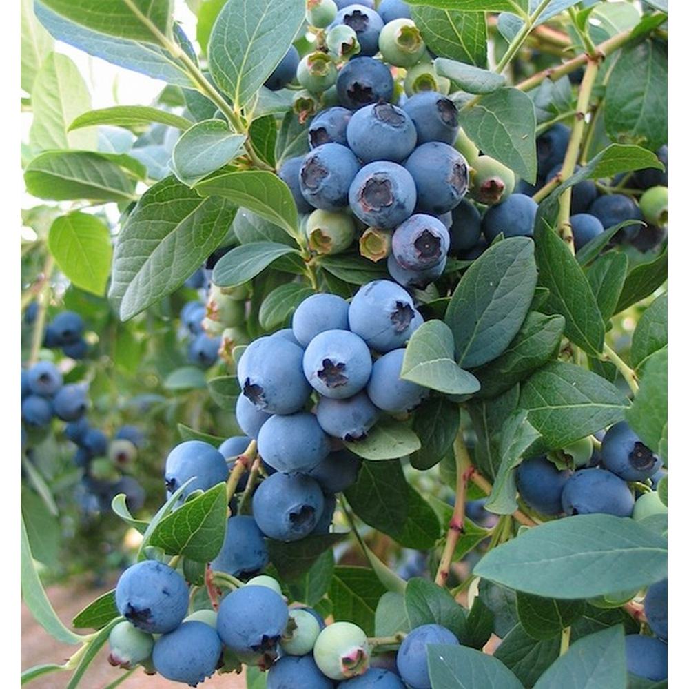 Afin Bluegold (Vaccinium corymbosum), cu fructe dulci