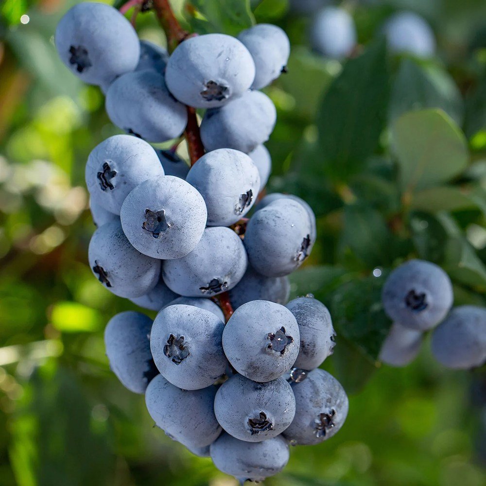 Afin Brigitta Blue (Vaccinium corymbosum), cu fructe dulci-acrisoare