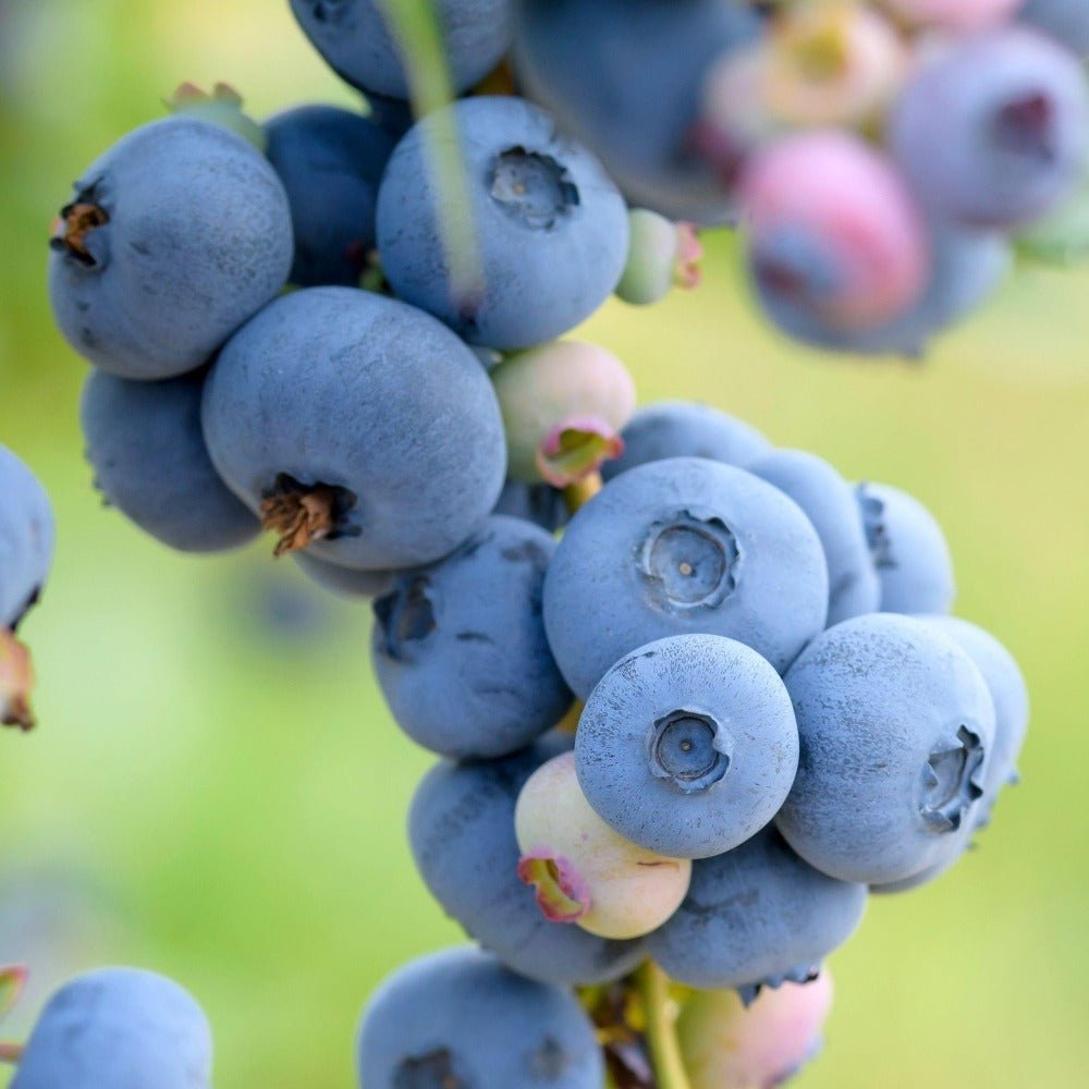 Afin Patriot (Vaccinium corymbosum), cu fructe dulci-acisoare