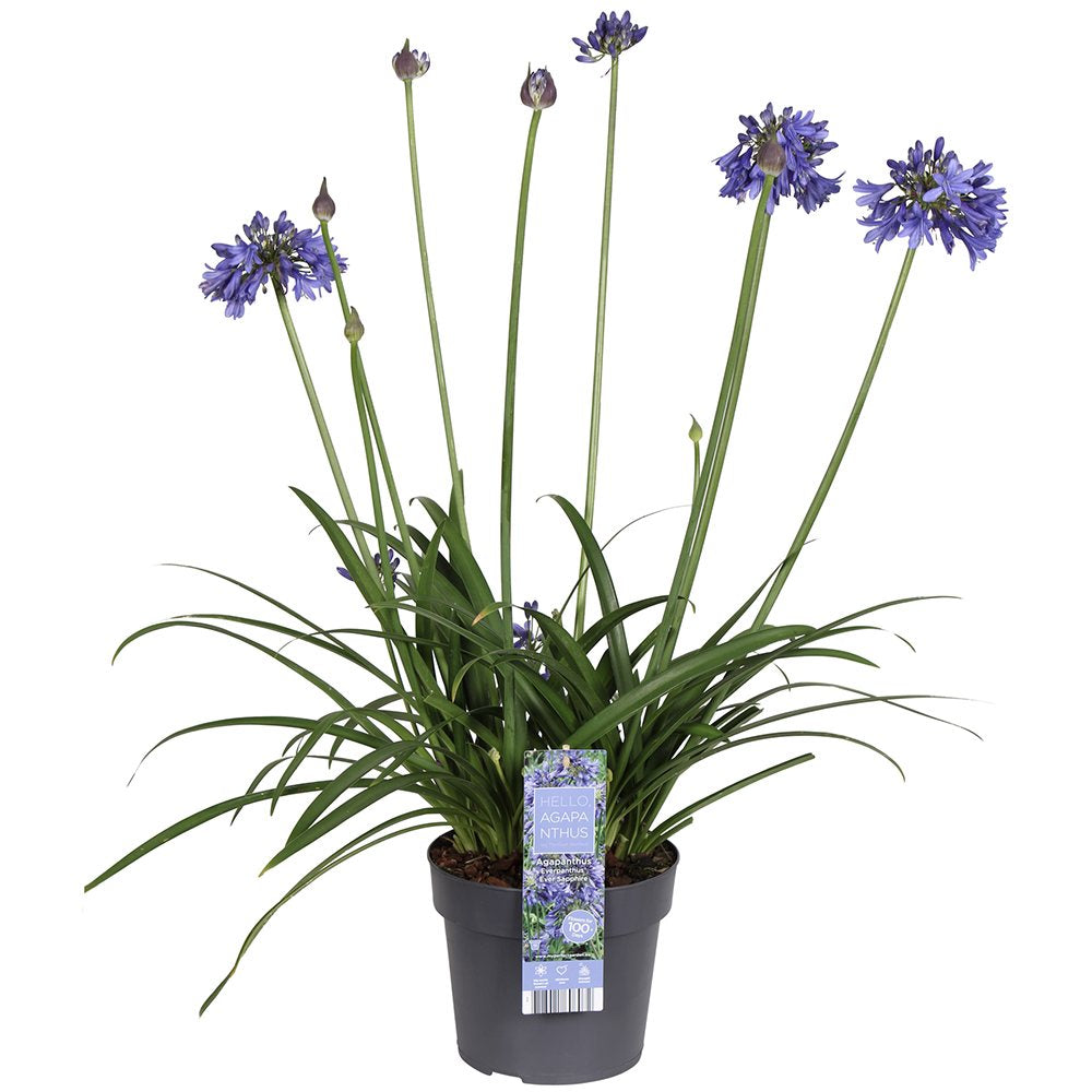 Crin African (Agapanthus) Ever Sapphire,flori albastre, Inflorire repetata, planta perena