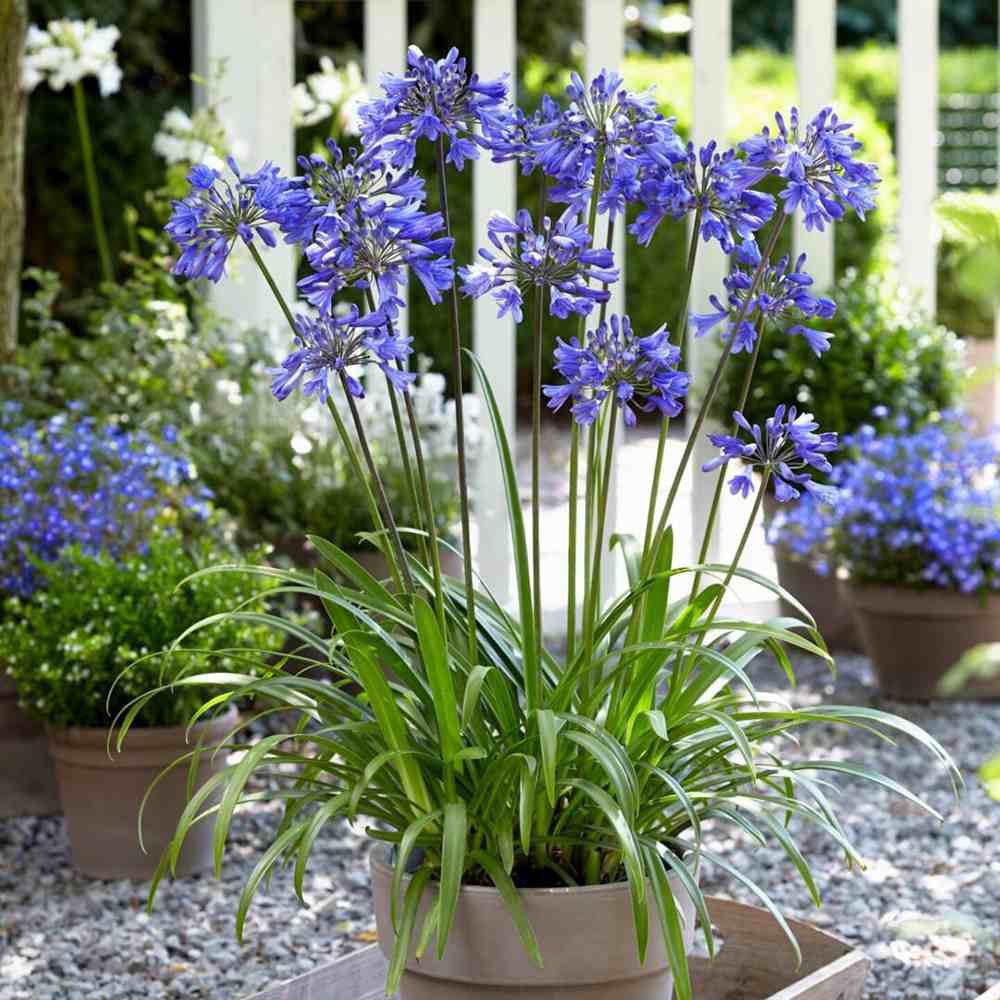 Crin African (Agapanthus) Ever Sapphire,flori albastre, Inflorire repetata, planta perena