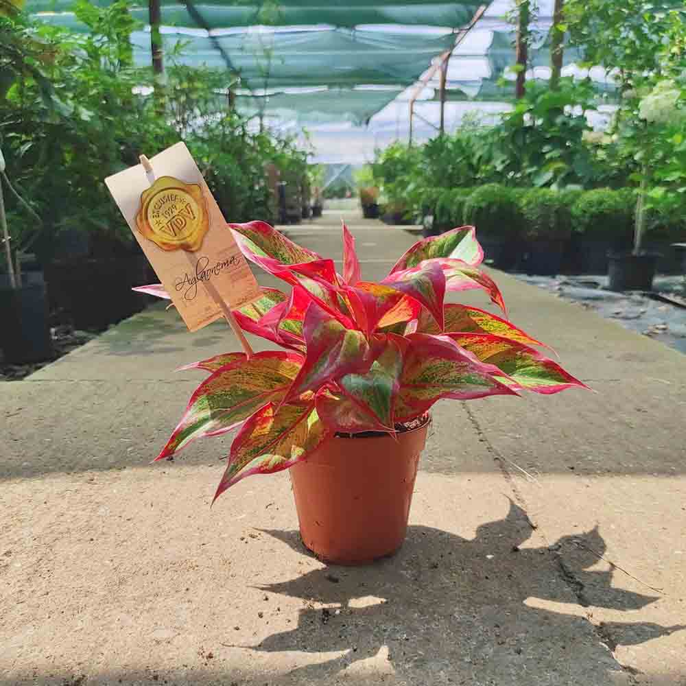 Aglaonema Crete - 25-35 cm, cu frunze rosii-verzi