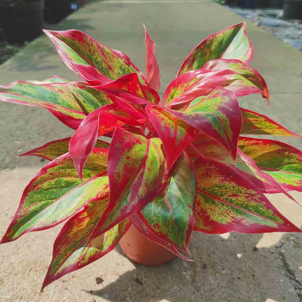 Aglaonema Crete - 25-35 cm, cu frunze rosii-verzi
