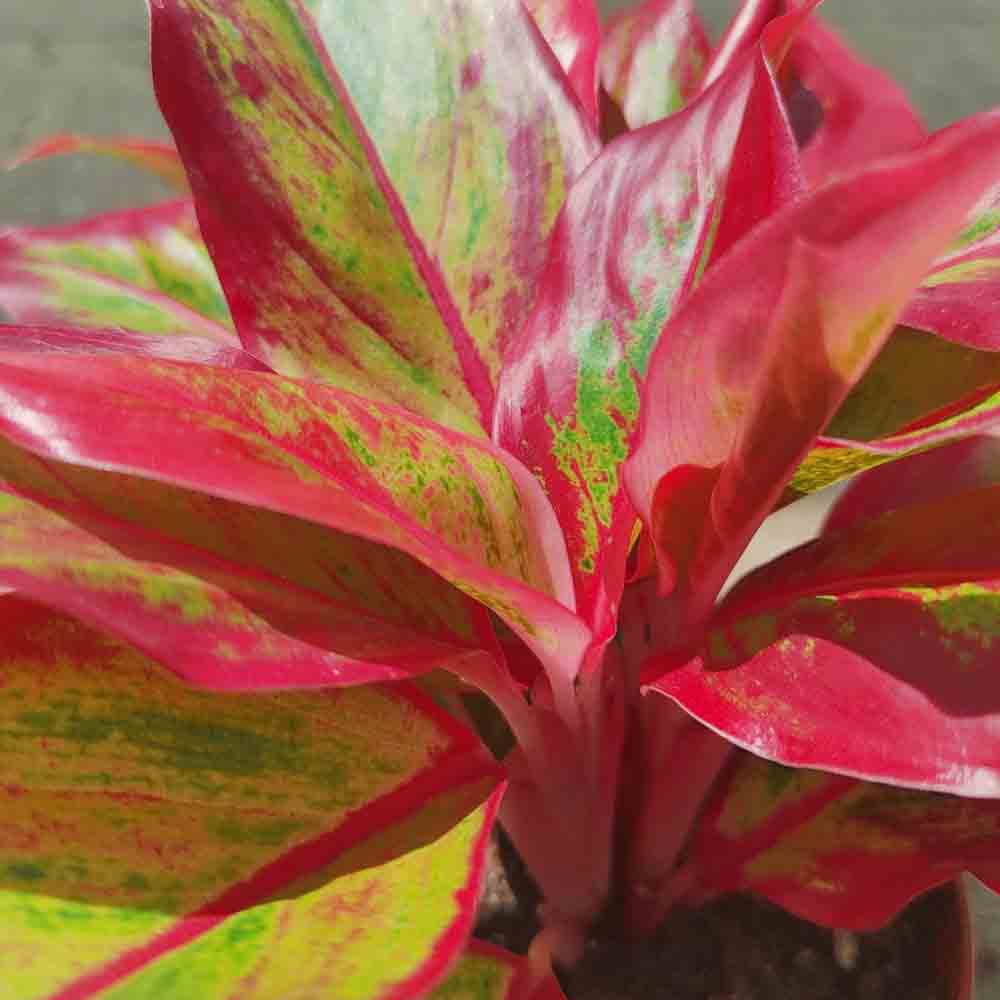 Aglaonema Crete - 25-35 cm, cu frunze rosii-verzi