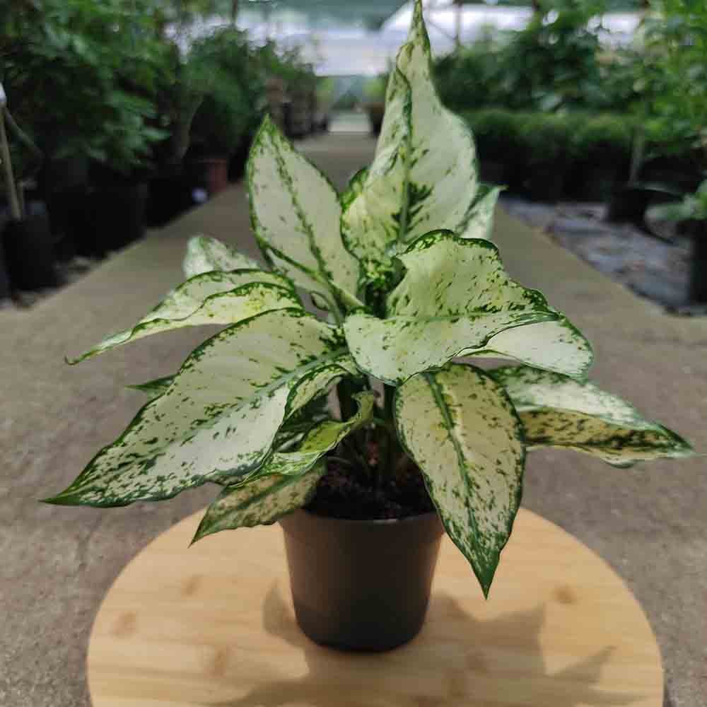 Aglaonema Kiwi - 35 cm, cu frunze albe si margini verde-lime